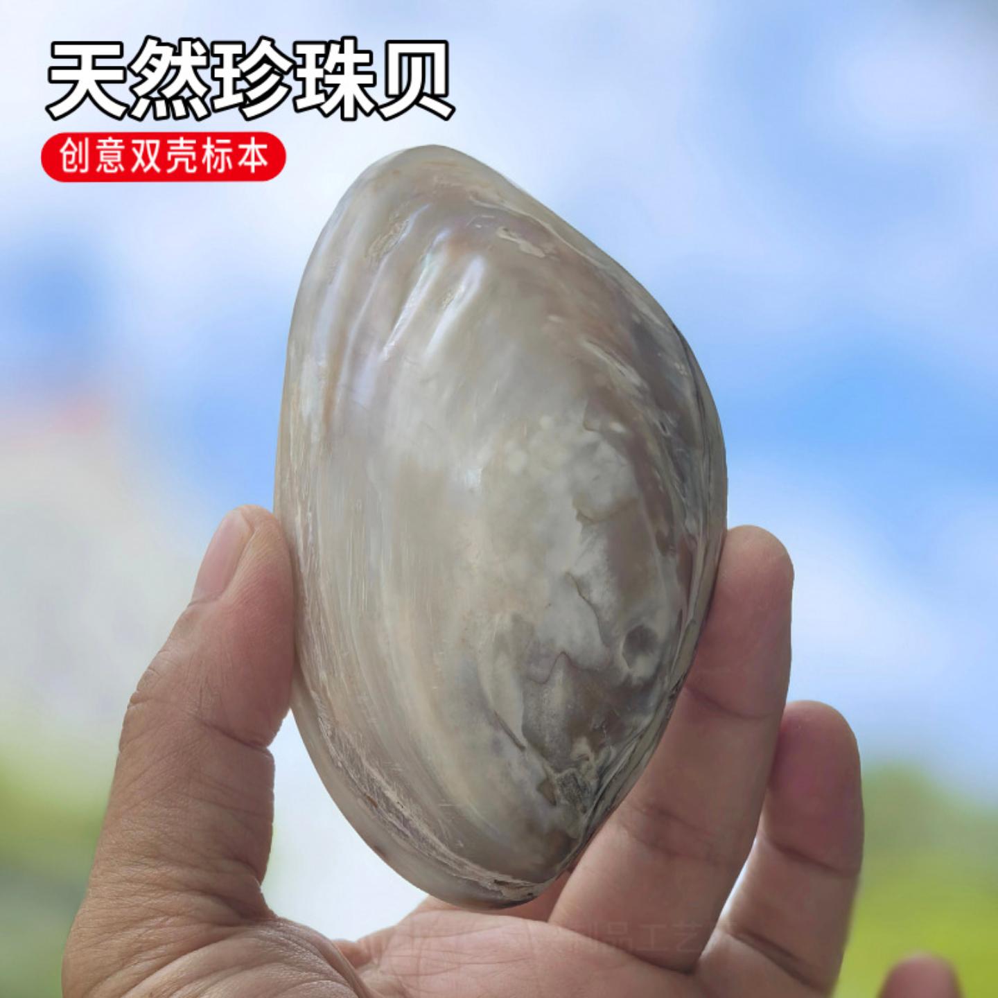 天然海螺贝壳10-13厘米双面