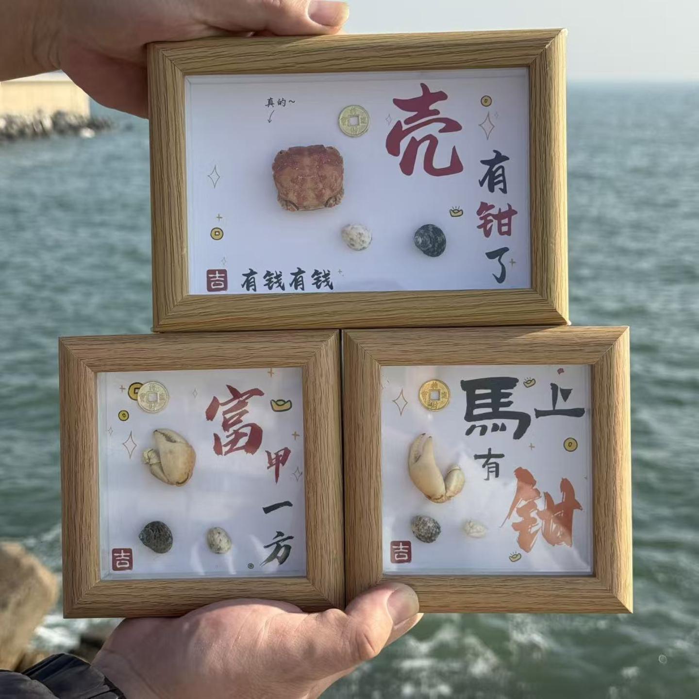 天然贝壳海螺螃蟹海参咸鱼标本