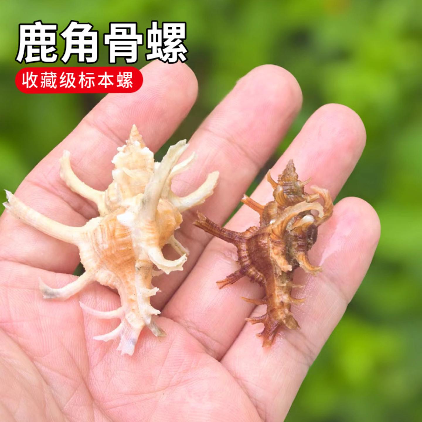 天然千手海螺贝壳螺鹿角骨螺鱼缸