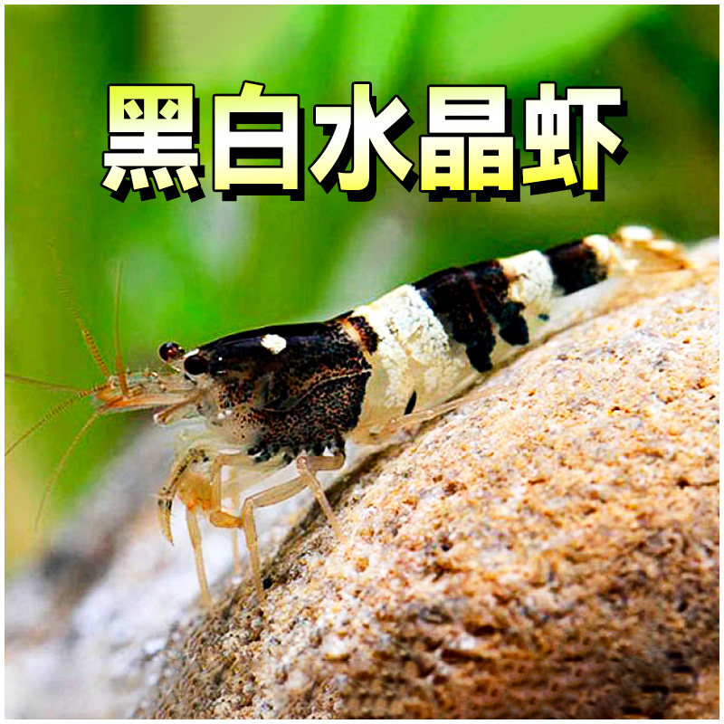 白头蜜蜂虾虎纹虾原生观赏宠物虾冷水米虾提纯黑白水晶虾始祖活体