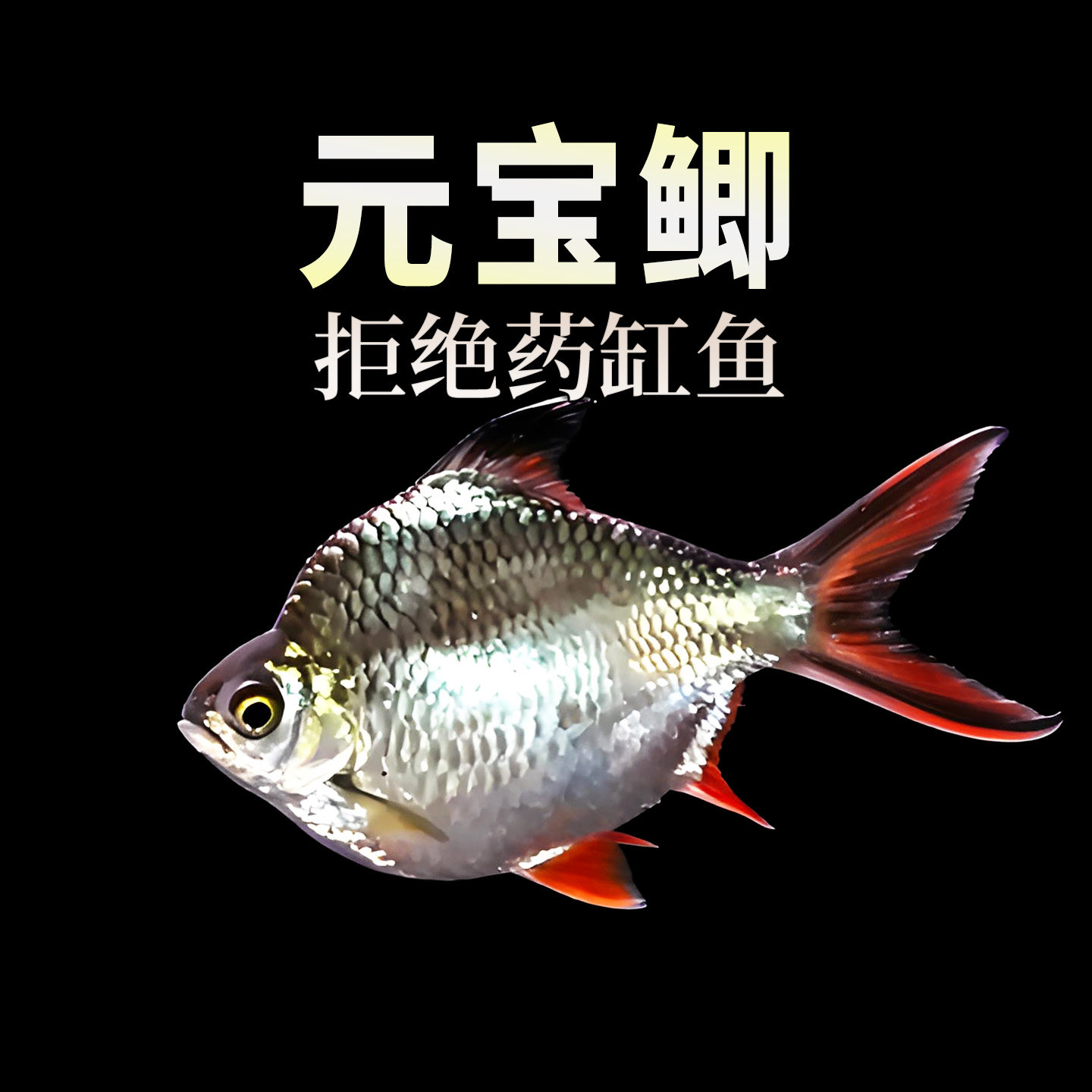泰国元宝鲫鱼热带淡水观赏大型鱼
