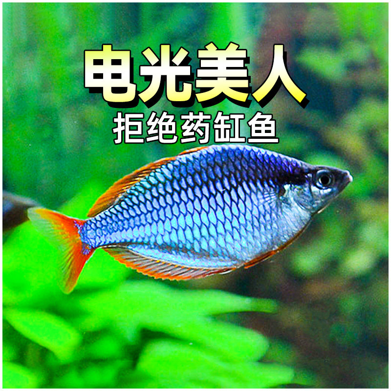 电光美人鱼热带水族观赏鱼淡水新手入门易养活澳洲彩虹鱼石美人鱼