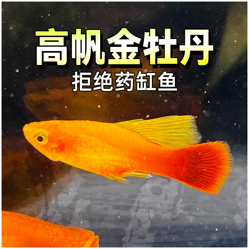 高帆金牡丹魚月光瑪麗月亮魚高鰭精品胎生熱帶水草缸紅劍箭皮球魚
