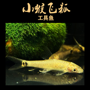 小猴飞狐一线黑线小型观赏鱼工具活体除藻翻沙热带水族底栖小精灵