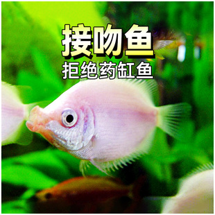 接吻鱼彩群鱼亲嘴亲亲kiss鱼热带观赏鱼热带鱼水族草缸小型淡水鱼