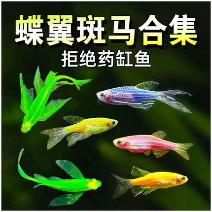 斑马鱼集锦蝶翼斑马长尾斑马鱼合集套餐新品仙子鱼热带观赏鱼新手