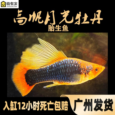 高帆高鳍月光牡丹鱼免包邮玛丽