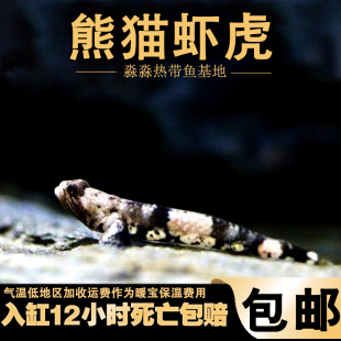 熊猫虾虎鱼 热带淡水鱼进口迷彩裸身枝桠支丫虾虎印尼蝦虎活体鱼
