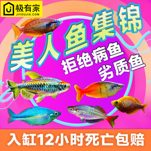 刚果美人鱼石美人鱼电光美人鱼蓝美人苹果鸽子热带观赏鱼水草缸