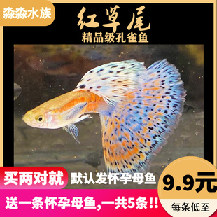 红草尾蓝兰草尾孔雀鱼大尾精品观赏鱼热带水草高端缎带怀孕母纯种