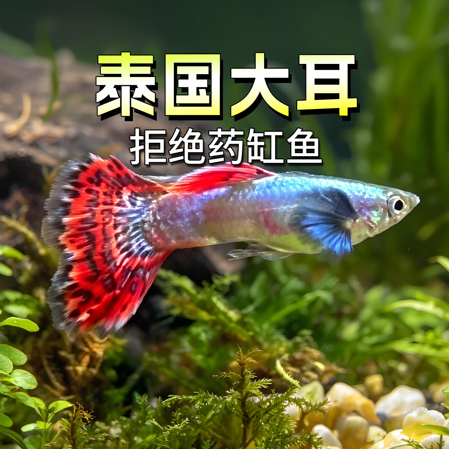 泰国大耳朵孔雀鱼精品大尾巴蝶翼马赛克鱼水草缸热带怀孕母鱼临产