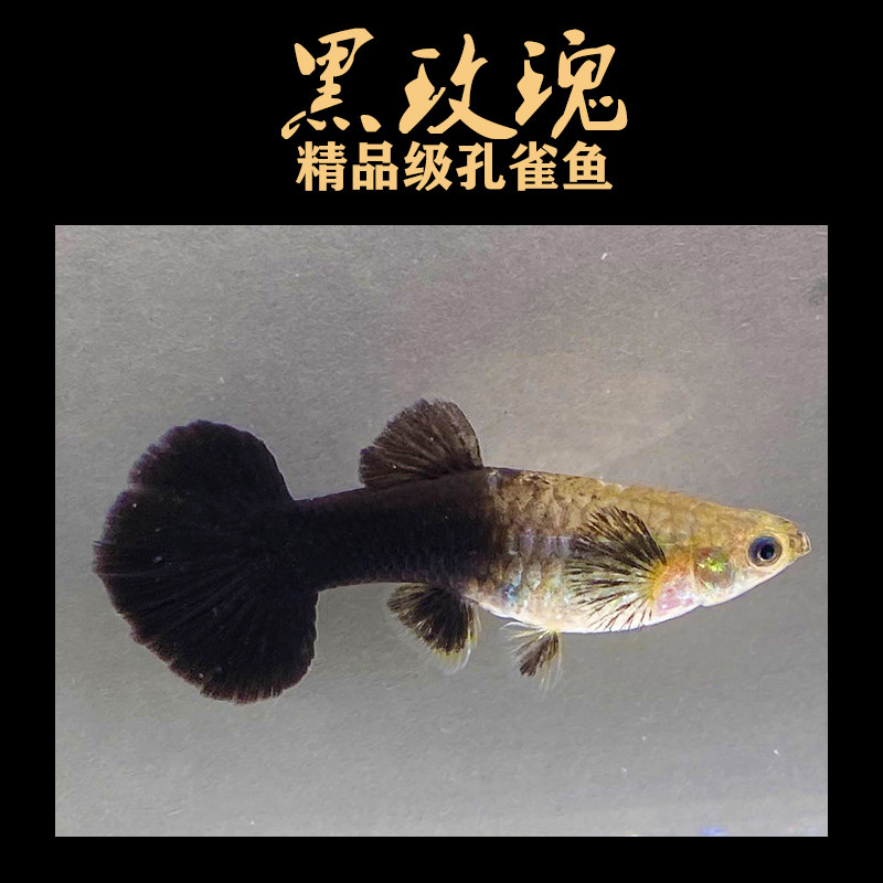 黑玫瑰黑豹孔雀鱼精品临产怀孕母图片
