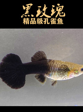 黑玫瑰黑豹孔雀鱼精品临产怀孕母