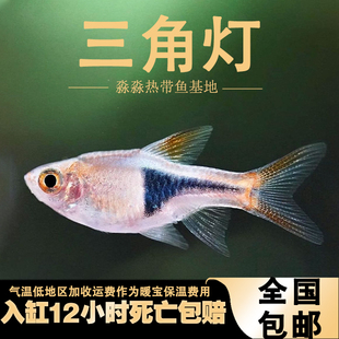金三角灯鱼小型观赏鱼大小三角紫蓝三角灯水草缸群游灯科鱼热带鱼