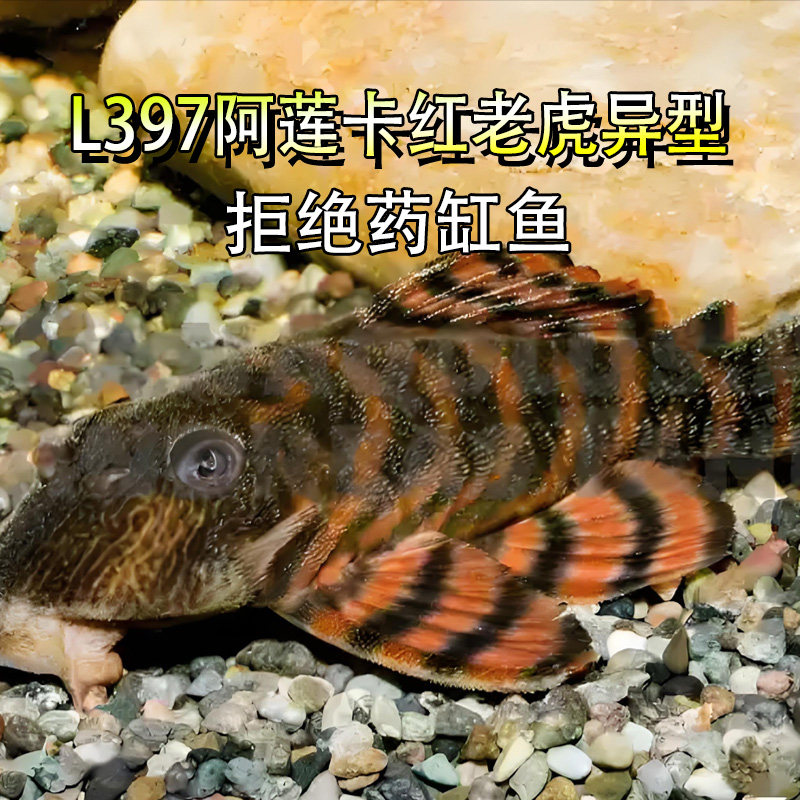 L397阿莲卡红老虎异型观赏淡水
