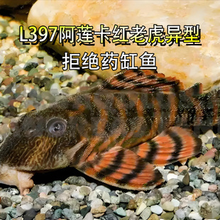 L397阿莲卡红老虎异型观赏热带淡水鱼底栖工具异型活体