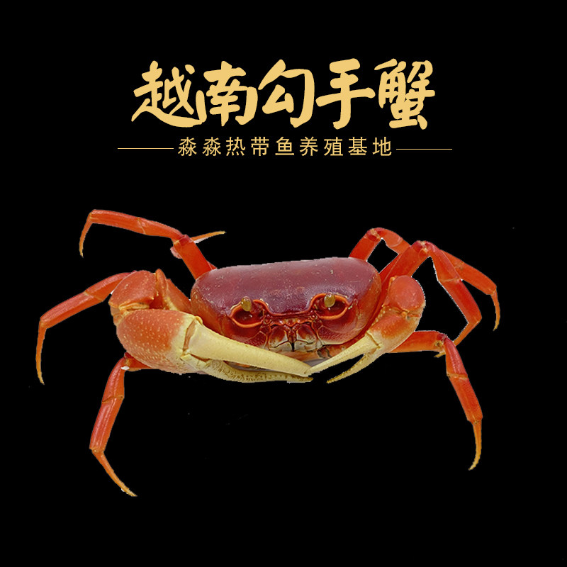 越南勾手蟹溪蟹将军蟹宠物印尼淡水观赏活体巨钳原生懒人易养螃蟹
