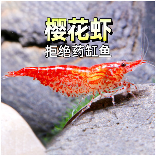 樱花虾火焰极火虾苹果螺黄金螺