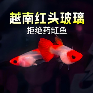 越南红头玻璃孔雀鱼进口精品热带观赏鱼