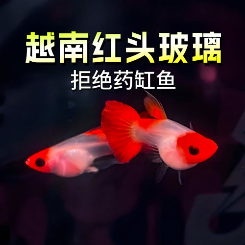 越南红头玻璃孔雀鱼进口观赏精品
