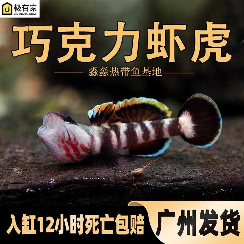 原生虾虎原生鱼巧克力虾虎新红吻