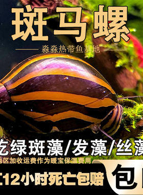进口超大号粗纹斑马螺草缸除藻清洁鱼粪的黑黄金刚工具螺水养蜗牛