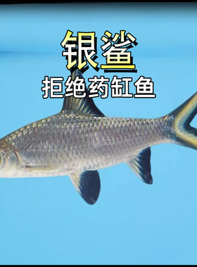 银鲨鱼反光小型观赏鱼
