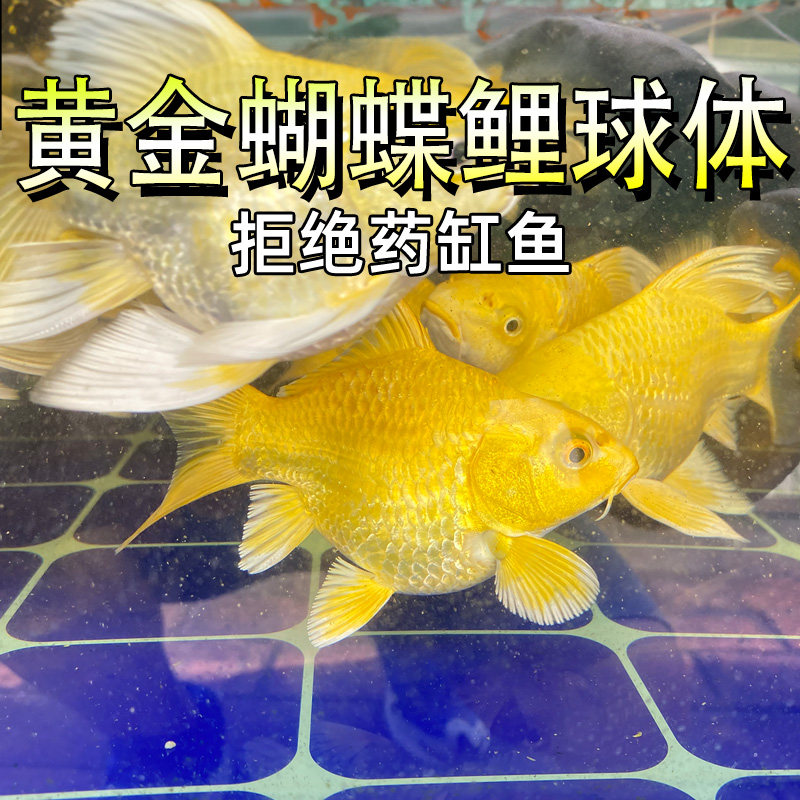 黄金蝴蝶鲤球体热带冷水活体短身