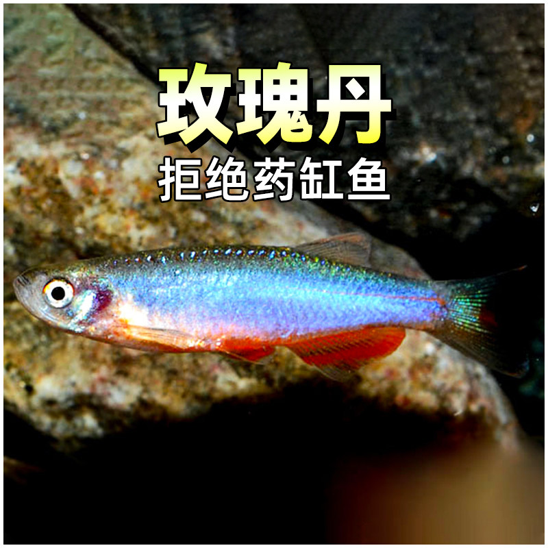 玫瑰丹鱼淡水原生冷水鱼云南小型