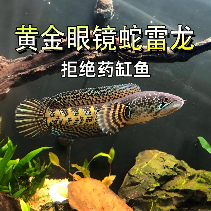 黄金眼镜蛇雷龙鱼热带观赏鱼