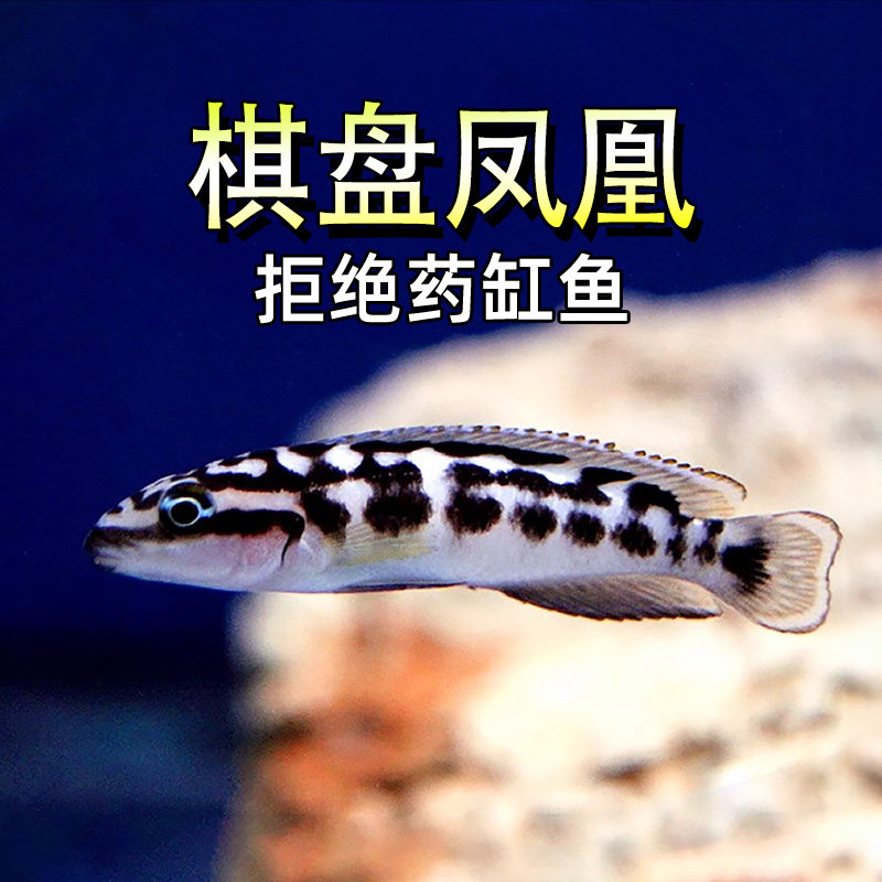棋盘凤凰鱼凤凰短鲷黄帆卷贝三湖坦鲷慈鲷淡水鱼热带鱼观赏鱼活体