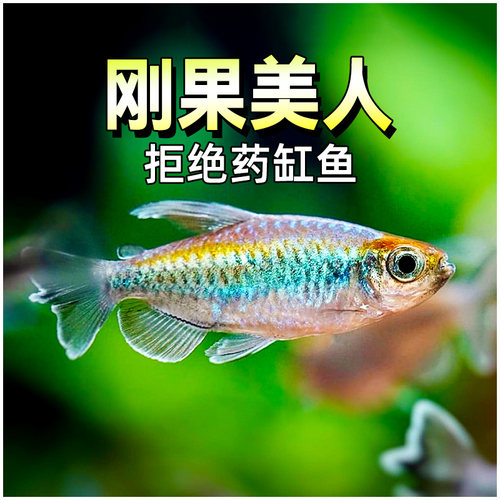 刚果美人鱼淡水草缸群游鱼热带观赏鱼扯旗鱼蓝刚果美人小型鱼活体