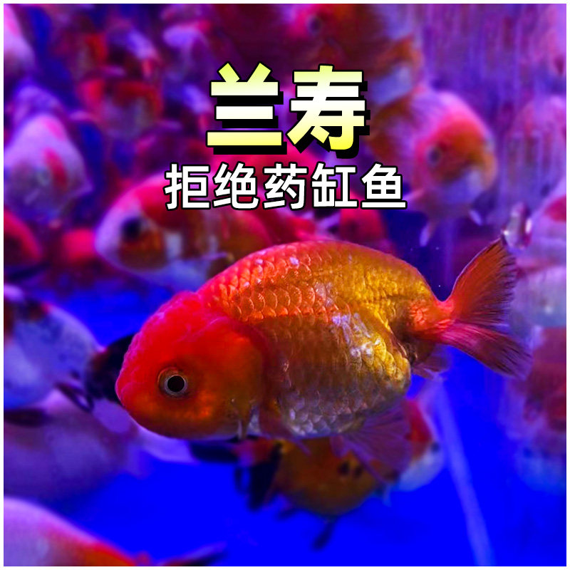 兰寿金鱼活体观赏鱼小型国粹精品冷水小金鱼红兰寿好养耐活招财鱼