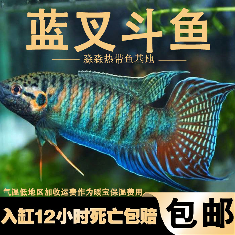 中国斗鱼蓝叉普叉人工改良蓝色小型淡水鱼活体观赏鱼冷水叉尾斗鱼