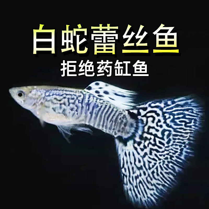 蕾丝马赛克孔雀白蛇蕾丝鱼观赏鱼