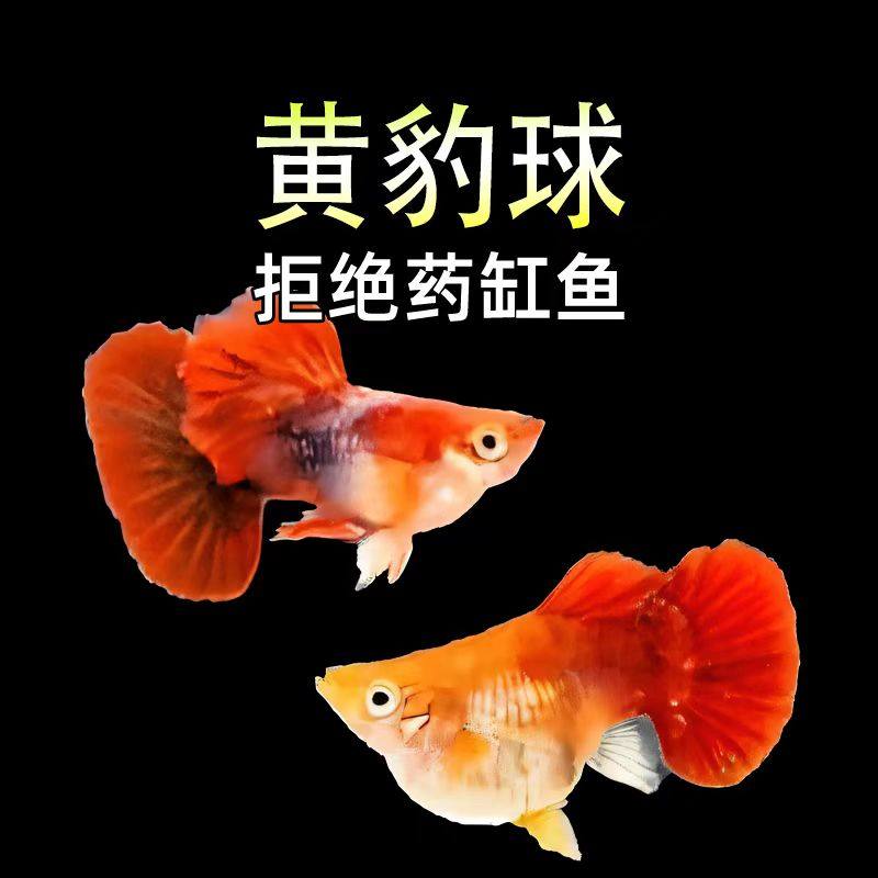 孔雀鱼活鱼黄豹球球体观赏鱼