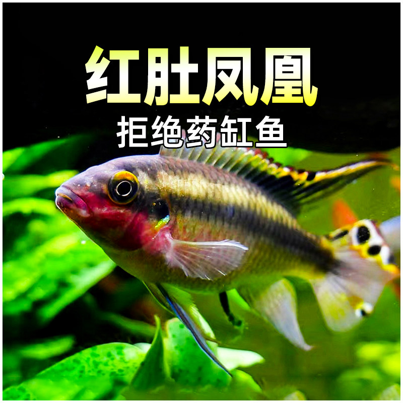 红肚凤凰鱼南美西非短鲷慈鲷鱼热带观赏鱼荷兰红肚凤凰鱼