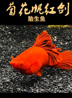 菊花帆红剑鱼朱砂红高鳍箭玛丽皮球水草缸热带巨背胎生鱼刀公精品