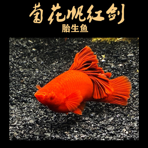 菊花帆红剑箭鱼巨背高鳍帆水草缸