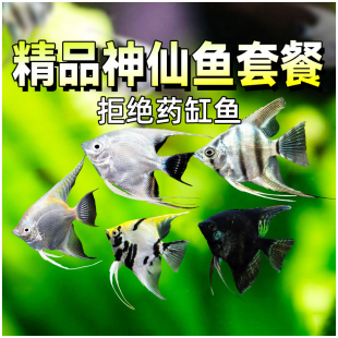 神仙鱼燕鱼红头墨燕蓝魔金仙雪仙淡水鱼小型鱼秘鲁神仙黑白熊猫仙