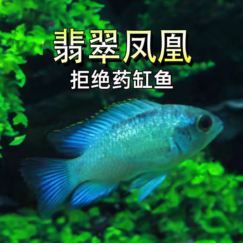 南美鲷活体短鲷湛蓝宝石电光凤凰翡翠凤凰南美慈鲷热带鱼观赏鱼