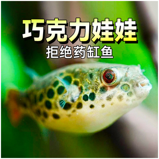 巧克力娃娃鱼吃螺高手迷你河豚草缸水蜗牛克星杀手螺除杂螺涡虫