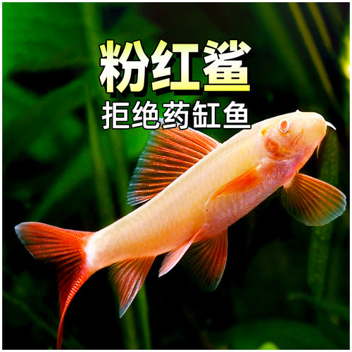 清道夫活体粉红鲨清洁鱼