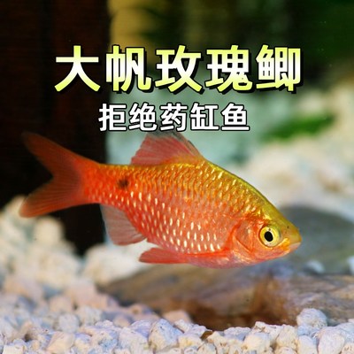 大帆玫瑰鲫小型观赏鱼金元宝原生冷水鱼草缸好养耐活淡水鱼新手