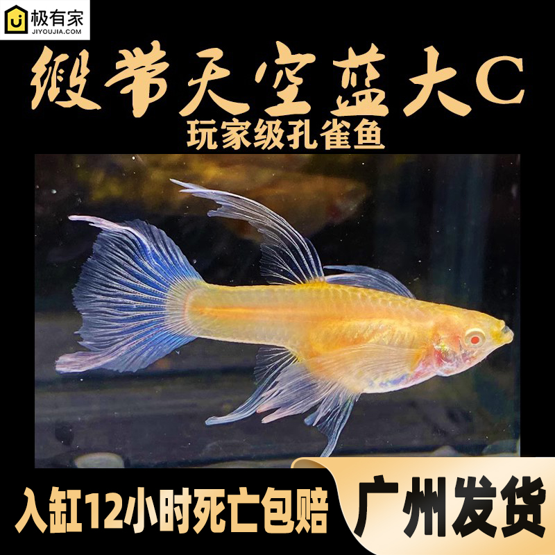 日本天空蓝精品高级大c孔雀鱼