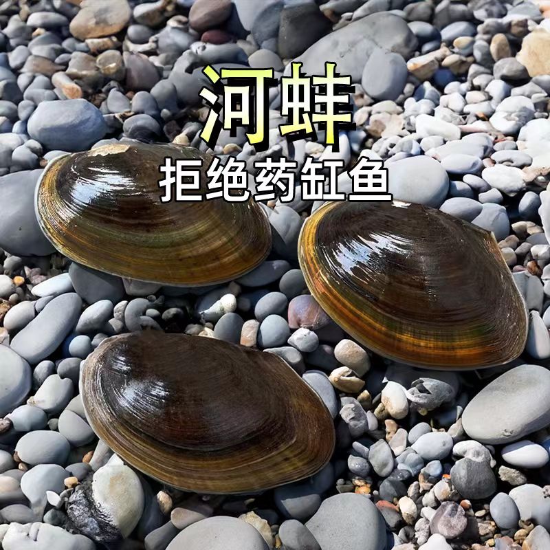 清洁除藻小河蚌活体黄金河蚌热带净化鱼缸原生宠物专热带