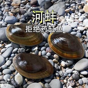 清洁除藻小河蚌活体黄金河蚌热带净化鱼缸原生宠物专热带