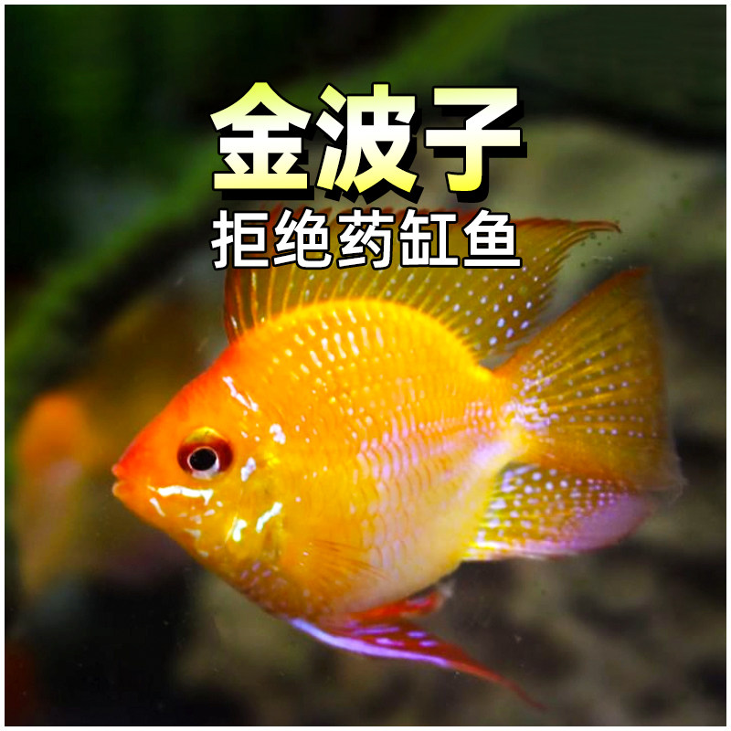 金波子鱼荷兰凤凰短鲷鱼热带观赏小型淡水阿凡达蓝波子活体草缸