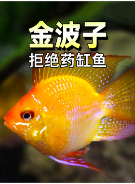 金波子鱼荷兰凤凰短鲷热带淡水鱼