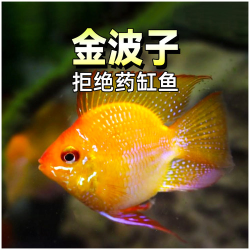 金波子鱼荷兰凤凰短鲷热带淡水鱼